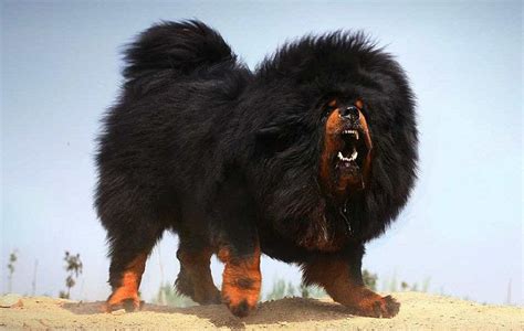 The Biggest Dog Breeds Tibetan Mastiff Great Dane