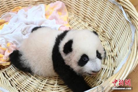 Giant Panda Cubs In Wolong National Nature Reserve In Sichuan 3