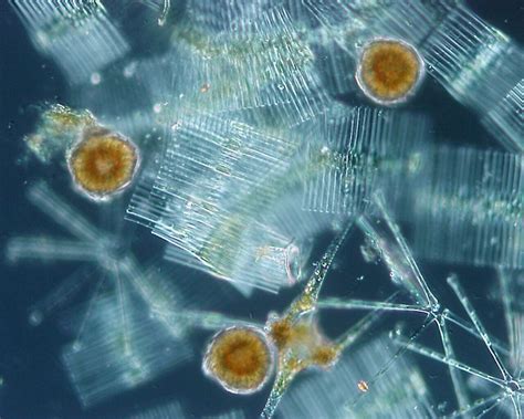 The Importance Of Phytoplankton How It Works