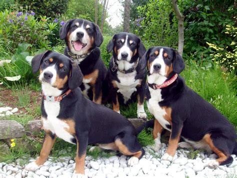 Appenzeller Sennenhund Dogs Photo And Wallpaper Beautiful Appenzeller