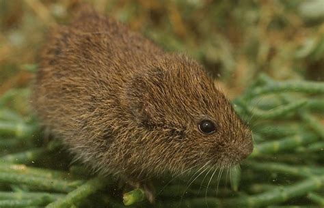 Microtus Californicus Scirpensis