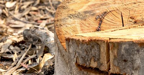 How much do the council charge for pest control. How To Remove Tough Tree Stumps & Roots | Love The Garden