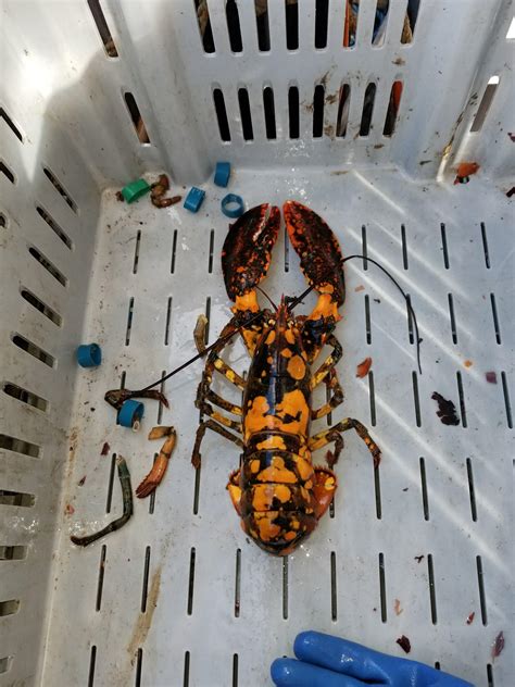 Calico Lobster Gulf Of Maine Rmarinebiology