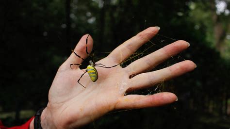 Giant Invasive Spiders Have Taken Over Georgia Will They Spread