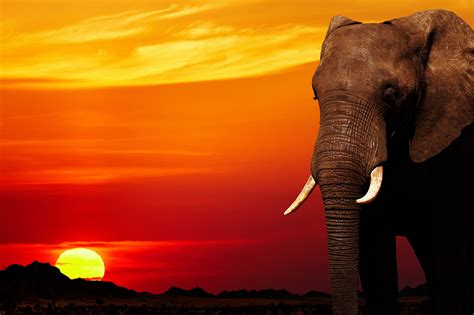 Elephant Sunset African Nature Wall Art Print Framed Animals Artwork