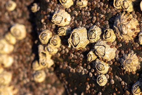 Can You Eat Barnacles And How Does It Taste American Oceans