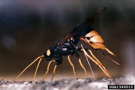 Giant Wood Wasp Urocerus Gigas 잣나무송곳벌 Image Only