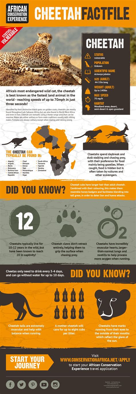 Get some facts and figures on cheetah. #cheetah #wildlifefacts | Cheetah facts for kids ...