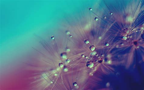 Dandelion HD Wallpapers Anatomy wallpapers, (, v anatomy hd wallpapers backgrounds wallpaper 1600×1200.