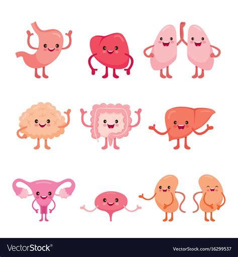 Cute Cartoon Internal Organs Vector Icons Characters Human Organs The