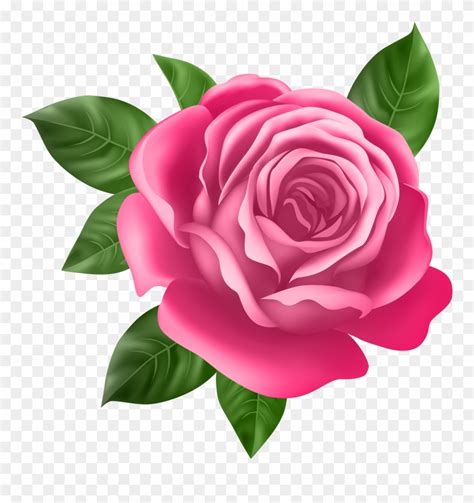 Transparent Background Pink Rose Clipart Clip Art Library