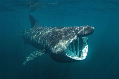 Basking Shark Vs Whale Shark The Oceans Biggest Fish