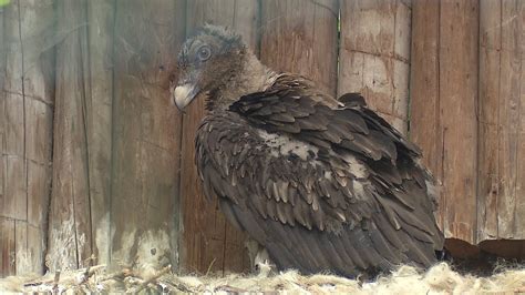 Bearded Vulture Chicks In Ostrava Zoo 0505 2015 Youtube