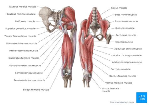 Adductor longus, inguinal ligament, sartorius. Hip and thigh muscles: Anatomy and functions | Kenhub