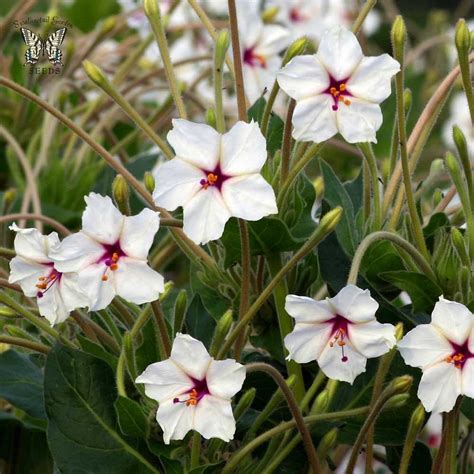 These flowers have a peculiar aspect to bloom after 4:00 p.m. Fairy Trumpets four O'clock | Four o clock, Flowers perennials