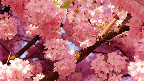 Watercolor style ink cherry blossom tv background wall professional production mural wholesale wallpaper mural poster photo wall. 29+ Beautiful Spring Wallpapers for Desktop | Design ...
