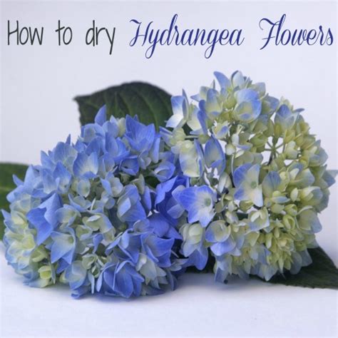 How To Water Dry Hydrangea Flowers The Gardening Cook