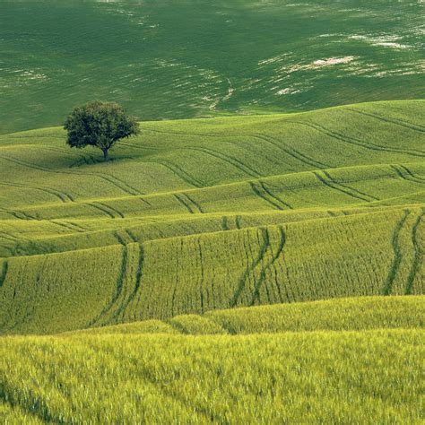Tree On Green Hills Photograph By Nico De Pasquale Photography Fine