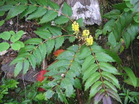 Get the best deals on grape fruit plants. Mahonia nervosa (longleaf Mahonia) | Plant leaves, Oregon ...