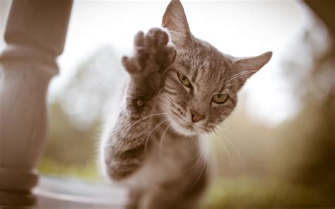 6 Fascinating Facts About Your Cats Paws Meowingtons