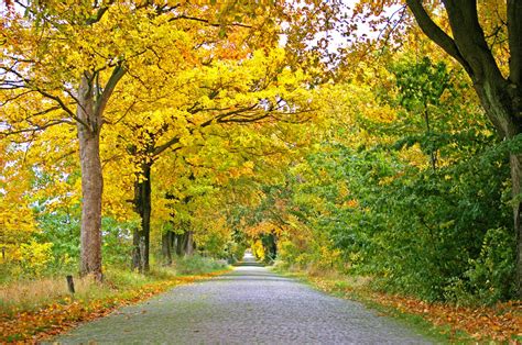 Autumn Avenue Trees Away Road Tree Lined Avenue Photos By Canva