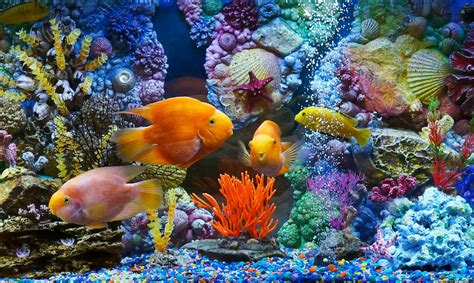 Aquarium Fish Corals Wallpaper Animals Wallpaper Better