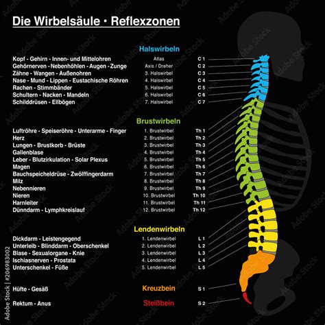 Spine Reflexology With Description Of The Corresponding Internal Organs
