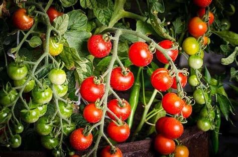 Tomato Plants Can Cause A Rash Heres What To Do If Youre Allergic