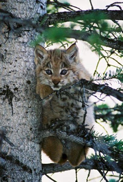 Two Decades Of Lynx Reintroduction In Colorado Colorado Virtual Library
