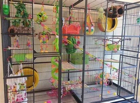 It'll depend on your location, the design you choose and the size you go with. Guide in Building a Sugar Glider Cage - The Ddoc Foundation