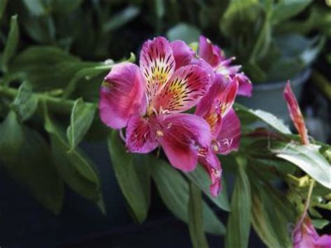 Mar 09, 2020 · after blooming, foliage will die back in late spring, but reemerge in the fall and remain through the winter until they bloom again the following season. Perennial Flowers That Bloom From Spring to Fall | Home ...