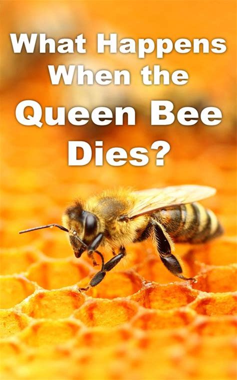 What Happens When The Queen Bee Dies Backyard Beekeeping Backyard