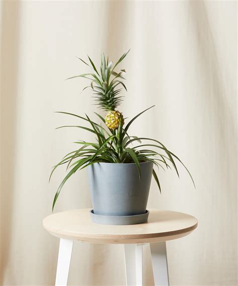 Buy Potted Bromeliad Pineapple Indoor Plant Bloomscape Plants