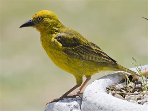 12 Most Famous Small Yellow Birds You Should Know As A Bird Lover