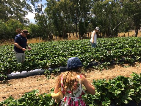 Strawberry picking (Adelaide Hills - Beerenberg Strawberry Farm ...