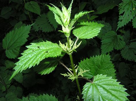 Our team focus has always been manufacturing effective, products and educating people about hemp, terpenes, and the endocannabinoid system. Stinging Nettle: Harvesting, Processing and Recipes - Wolf ...
