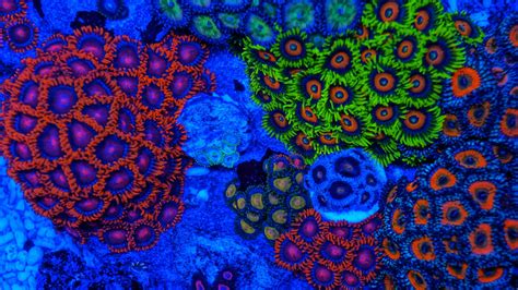 1000 Images About Coral Reef Photos On Pinterest Coral Reefs Coral