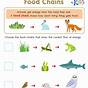 Food Webs Worksheets