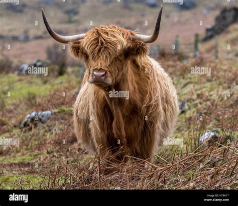 Highland Cattle On The Isle Of Mull Famous Scottish Breed This Is