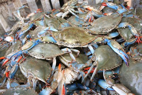 Jandw Seafood —chesapeake Bay Blue Crabs