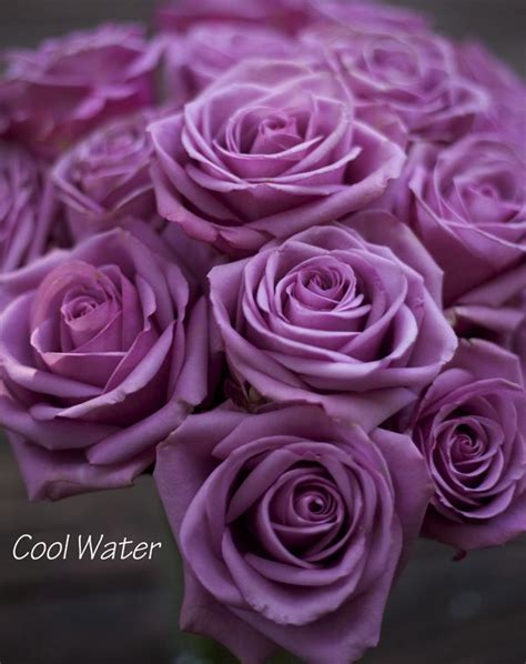 The Lavender And Purple Rose Study Beautiful Rose Flowers Purple Roses