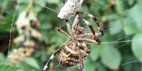 Fun Garden Orb Weaver Spider Facts For Kids Kidadl