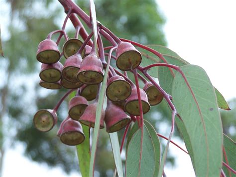 Gum Pods Eucalyptus Seed Pods Laureen Labar Flickr