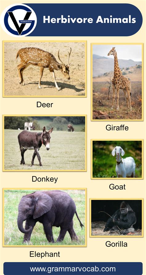 List Of Herbivore Animals Names Pictures Grammarvocab