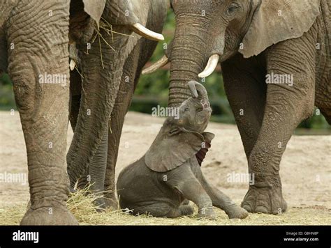 Baby African Bull Elephant Howletts Wild Animal Park Stock Photo Alamy