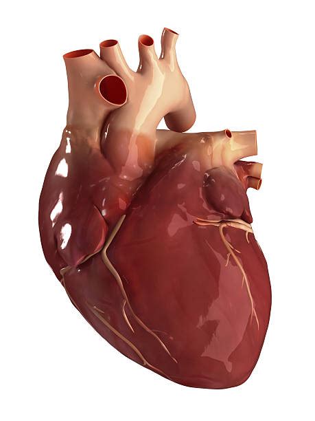 Human Heart Stock Photos Pictures And Royalty Free Images Istock
