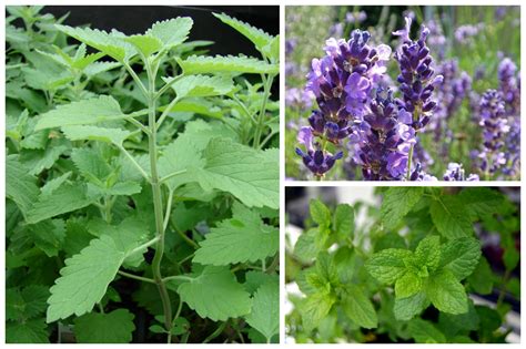 8 Amazing Plants Thatll Repel Mosquitoes And Other Pests
