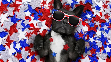 4th Of July Puppies Wallpapers Wallpaper Cave