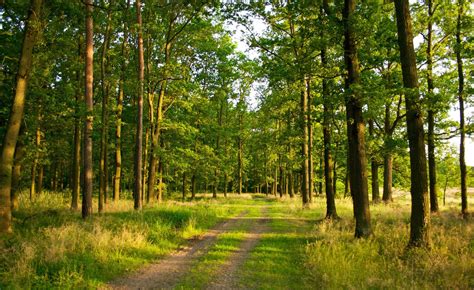 Photography Nature Landscape Trees Forest Path Summer