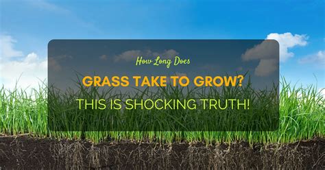 How Long Does Grass Take To Grow This Is Shocking Truth
